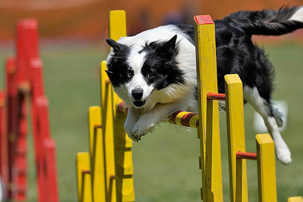 Dog Agility Training. Online course