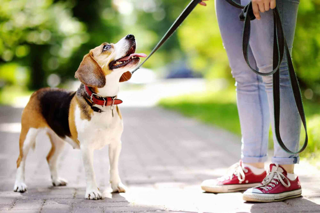 Puppy Training. Online Course