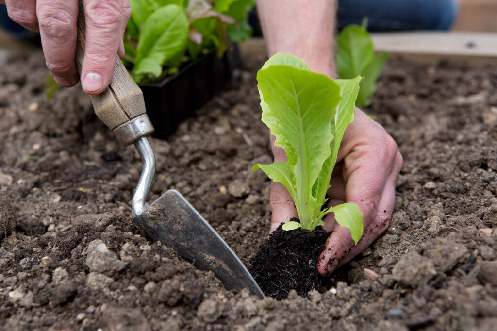 Gardening For Beginners