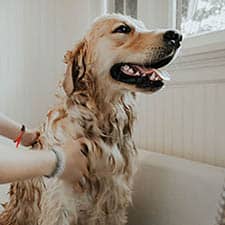 Dog Care. Easy Learning Online Courses At Affordable Prices