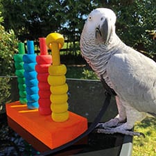 Parrot Training. Easy Learning Online Courses At Affordable Prices