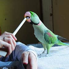 Parrot Training. Easy Learning Online Courses At Affordable Prices