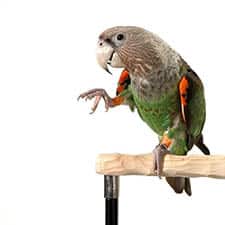 Parrot Training. Easy Learning Online Courses At Affordable Prices