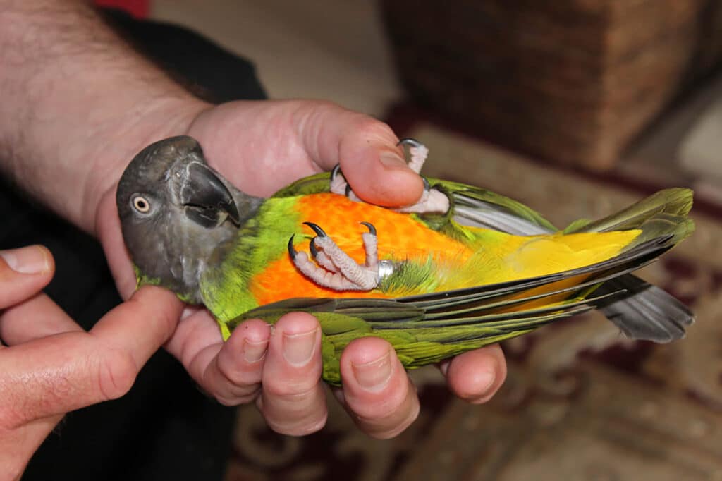 Parrot Training