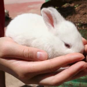 Rabbit Care. Easy Learning Online Courses At Affordable Prices