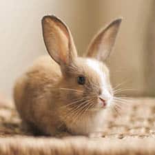 Rabbit Care. Easy Learning Online Courses At Affordable Prices