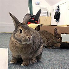 Rabbit Care. Easy Learning Online Courses At Affordable Prices