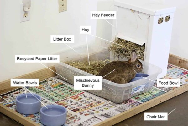 Rabbit Care Guide